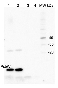 PsbW | Small subunit W of PSII in the group Antibodies Plant/Algal  / Photosynthesis  / PSII (Photosystem II) at Agrisera AB (Antibodies for research) (AS05 060)